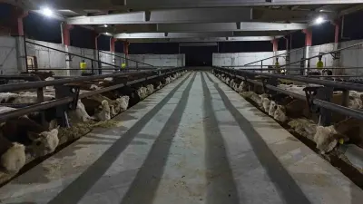 Şanlıurfa Türkiye'nin ve Ortadoğu'nun Kırmızı Et Üretim Merkezi Oluyor