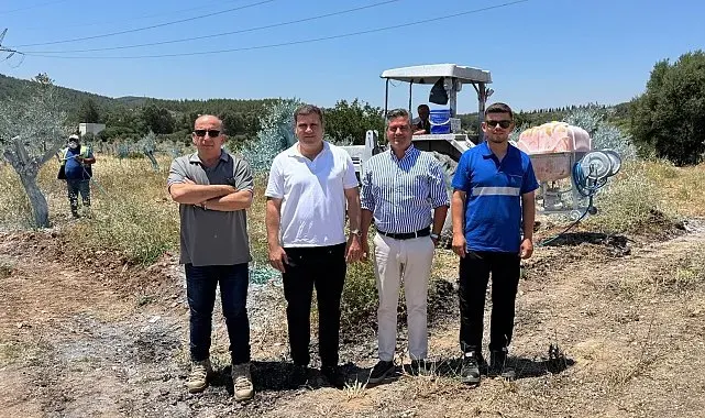 Zeytinler büyüyor, Milas kazanıyor