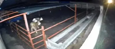 Kırşehir'de Mandıraya Giren Kurtlar Hayvanlara Saldırdı: 2 Hayvan Telef Oldu