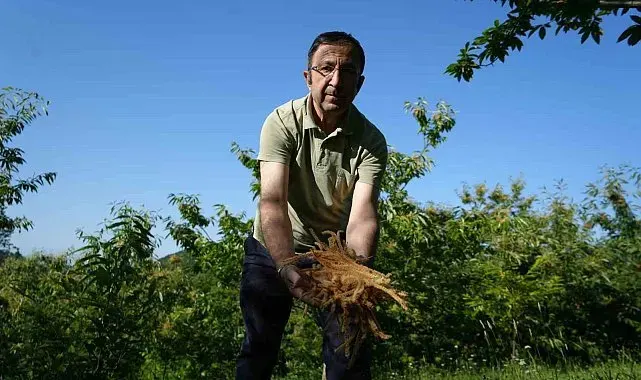 Kestane çiçeklerinde hasat başladı: Antioksidan deposu çay oluyor