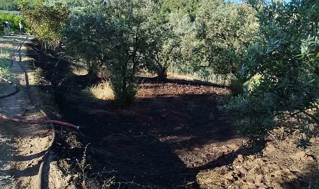 Bilecik'te zeytin tarlasında çıkan yangın korkuttu
