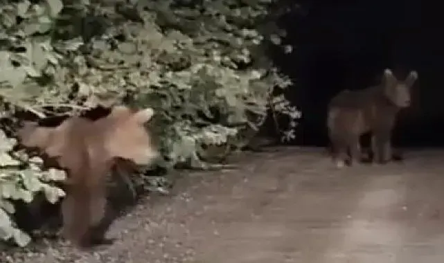 Gece yarısı ayılarla karşılaşan vatandaşlar panik yaşadı: O anlar kamerada