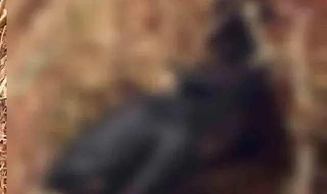Bahçe yangınında hayvanlar telef oldu