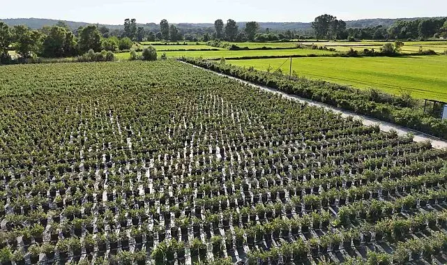 Sinop'ta yaban mersini hasadı başladı