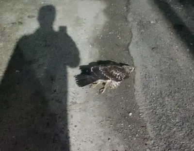 Sinop’ta Yaralı Halde Bulunan Doğan Koruma Altına Alındı