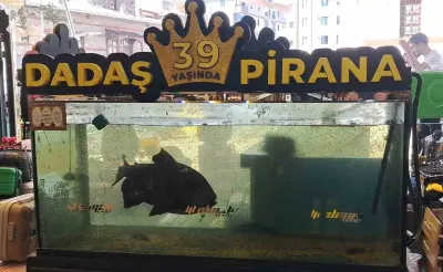 Erzurum'un Simgesi 39 Yaşındaki 'Dadaş Pirana' İlgi Odağı Olmaya Devam Ediyor