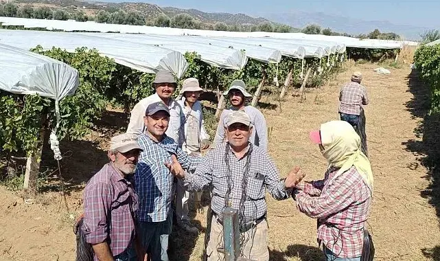 Dünyaca ünlü Sultaniye üzümüne beyaz kalkan