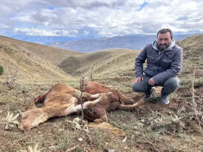 Erzincan'da Ayı Saldırısı: Merada Otlayan 2 Buzağı Telef Oldu