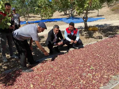 Denizli Güney'de Antep Fıstığı Hasadı Üreticinin Yüzünü Güldürdü