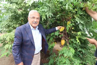 Karadeniz'de Tropikal Meyve Üretimi Başladı: Ordu'da 20 Farklı Çeşit Yetiştiriliyor