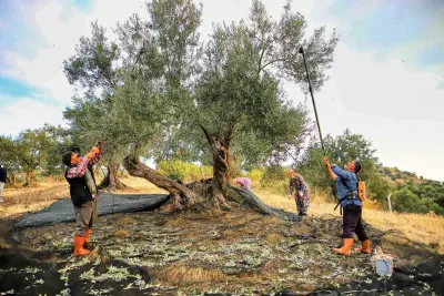 Güney Marmara'da Zeytin Hasadı Başladı: Üreticinin Gözü Fiyatta