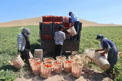 Elazığ'da Mevsimlik İşçilerin 40 Derece Sıcak Altında Ekmek Mücadelesi