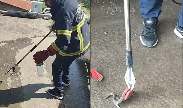 Hakkari'de aracın motor bölmesine giren yılan çıkarıldı
