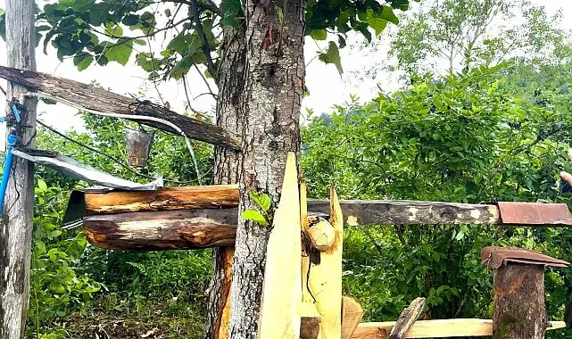 Rizelinin atadan kalma ayı savarı: 'Carimangana'