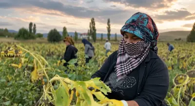 Erzincan Çayırlı'da Çerezlik Ayçiçeğinde Hasat Sezonu Başladı