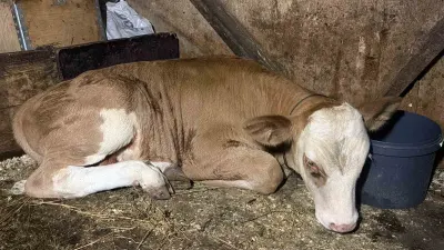 Artvin'de Derede Akıntıya Kapılan Buzağıyı Vatandaşlar Son Anda Kurtardı