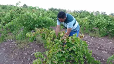 Malatya'da Üzüm Üreticisinin Yüzü Güldü: Fiyatlar ve Rekolte Memnun Etti