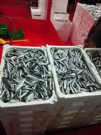 Didim'de Hamsi Avı ve Kota Denetimleri Devam Ediyor