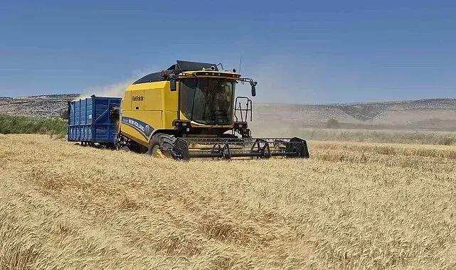 Gaziantep'te arpa ve buğday hasadı devam ediyor