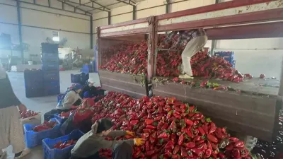 Yüksek aromasıyla öne çıkan Karacabey salçalık biberinde hasat sürüyor