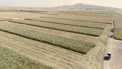 Kahramanmaraş'ta Ak Darı Hasadı Başladı: Su Altında Kalan Arazilerde Alternatif Ürün