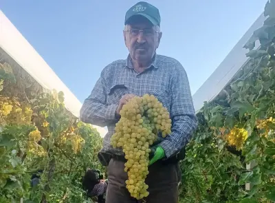 Manisa Sarıgöl'de 5,5 Kiloluk Dev Üzüm Salkımı Görenleri Hayrete Düşürdü