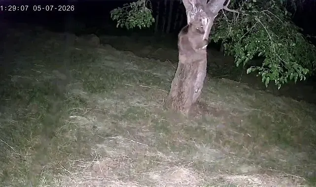 İspir'de ayı ve domuz sürüleri dut bahçelerini talan etti
