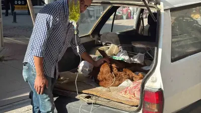 Eskişehir'de Otomobil Bagajında Tedavi Edilen Minik Buzağı Kezban Yürekleri Isıttı