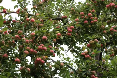 Amasya Misket Elmasında Hasat Başladı: Gerçek Amasya Elması Nasıl Anlaşılır?