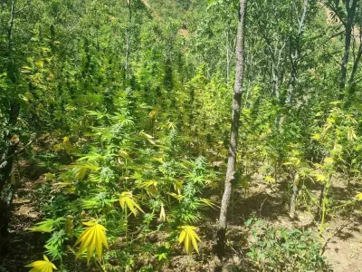 Bingöl'de Jandarmadan Uyuşturucu Operasyonu: 19 Bin Kök Kenevir Ele Geçirildi