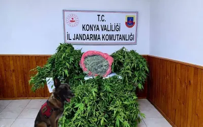 Konya'da Depo Görünümlü Alanda Kenevir Yetiştiren Şüpheli Yakalandı