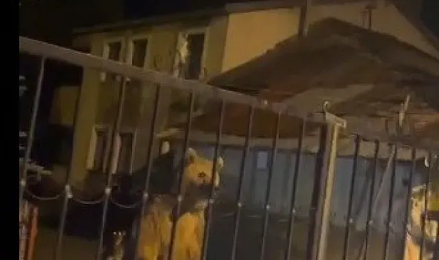 Sarıkamış'ta bu kez roller değişti: Vatandaş dışarıda bekledi, ayılar bahçede misafir oldu