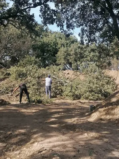 Adramytteion Antik Kenti'ndeki Kazılar İçin 6 Meşe Ağacı Kesilecek