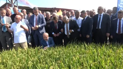 Bafra’da Türkiye’nin İlk Çeltik Ağası Seçildi: 400 Bin Liralık Bağış