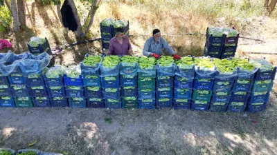 86 Yaşındaki Çiftçi Oğluyla Birlikte Ürettiği Biberlerle Bölgenin İhtiyacını Karşılıyor