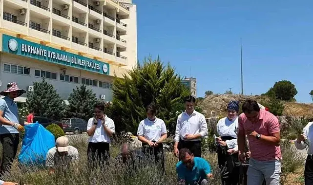 Lavanta kokulu okulda hasat heyecanı yaşandı