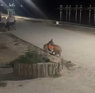 Edirne’de sevimli hırsız kamerada: Yavru tilki bisiklet kaskını kapıp kaçtı