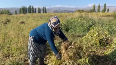 Erzincan'da Meşhur Beyaz Kuru Fasulye Hasadı Başladı