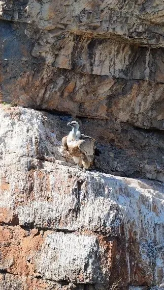 Artvin'in Zirvelerinde Doğal Yaşam: Kızıl Akbabalar Yuvalarında Görüntülendi