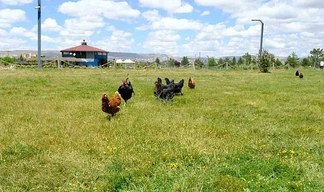 Keneyle mücadelede gezici tavuk kümesi uygulaması