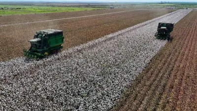 Adana'da Beyaz Altın Pamukta İlk Turfanda Hasat Başladı
