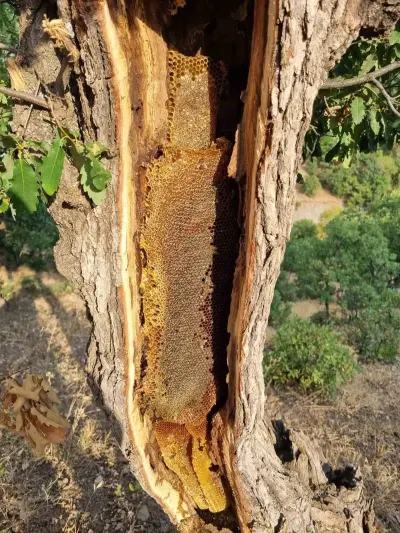 Elazığ'da Ağaç Gövdesinden Kilolarca Doğal Bal Çıkartıldı