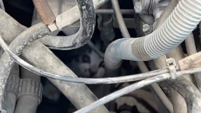 Sivas'ta Kaputta Sıkışan Yavru Kediyi İtfaiye Kurtardı