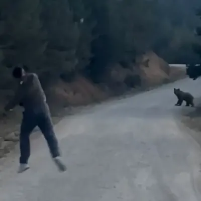 Bolu Mudurnu'da Korkutan Olay: Karşılarına Çıkan Ayıyı Taşla Kovaladılar