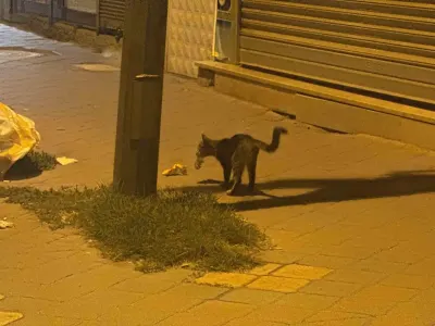 Iğdır'da Kedinin Fareyle 20 Dakikalık İlginç Oyunu Kamerada