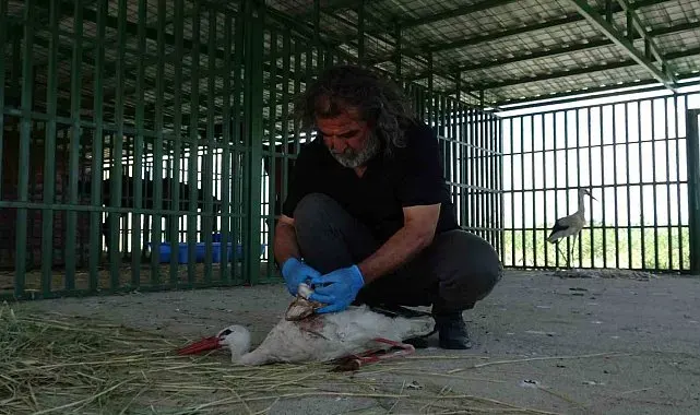 Yaban hayvanlarının 'kreş' dönemi tamamlandı: Öksüz yavrular rehabilitasyonun ardından doğaya bırakıldı