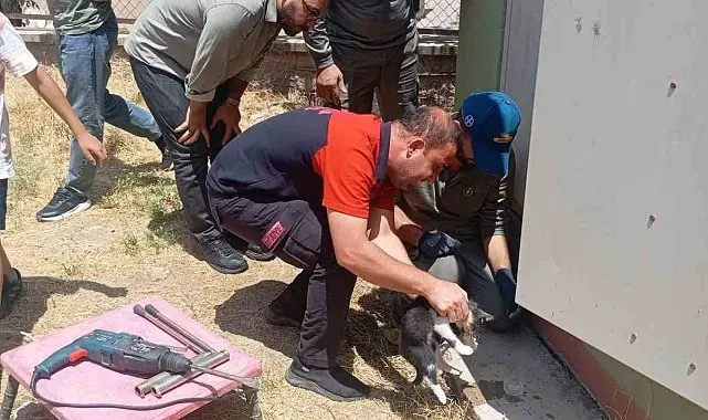 Trafo deliğine başı sıkışan kedi itfaiye ekiplerince kurtarıldı