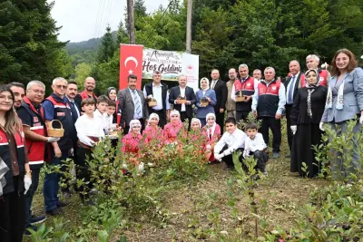 Kastamonu Şenpazar'da Alternatif Ürün Aronya Hasadı Başladı