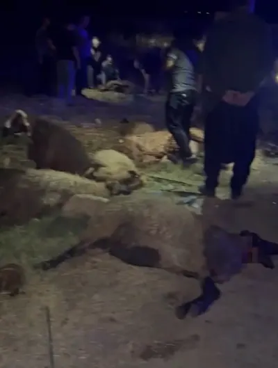 Gaziantep'te Otomobil Koyun Sürüsüne Daldı: Sürücü Yaralandı, Çok Sayıda Koyun Telef Oldu