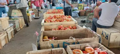 Diyarbakır Çüngüş'te Ata Tohumu Organik Domates Hasadı Başladı